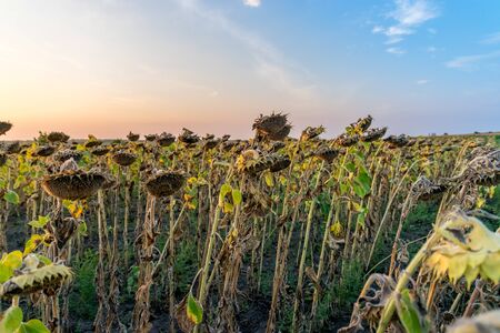 Beautiful sunflower field at sunset. Ripe sunflower field at sunset with a beautiful sky. Organic ripe sunflower field at sunset in autumn.の写真素材