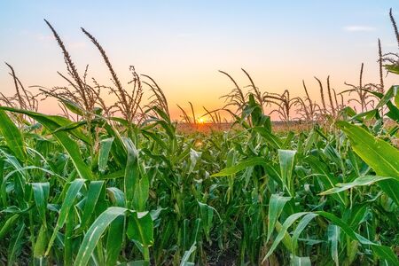 Beautiful green corn field at sunset. Corn field at sunset with beautiful sky. Organic Corn field at...