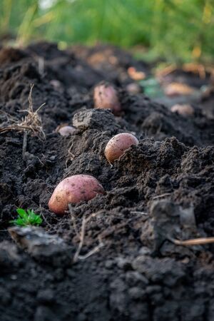 Potato close up. Freshly harvested potato on soil with roots. Organic potato, home gardening. Small farm potato harvest, fresh from the ground.の写真素材