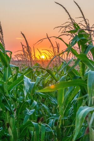 Beautiful green corn field at sunset. Corn field at sunset with beautiful sky. Organic Corn field at sunset.の写真素材