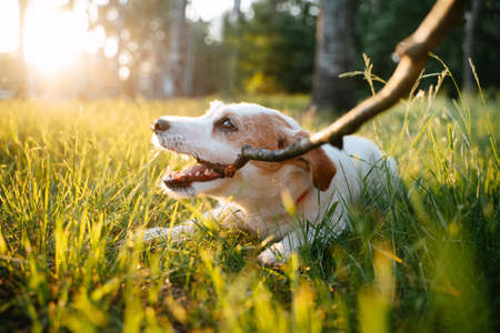 Jack Russell Terrier is playing on the grass and smiling in the sunlight. The dog chews on a large stick. Blurred image, selective focusの写真素材