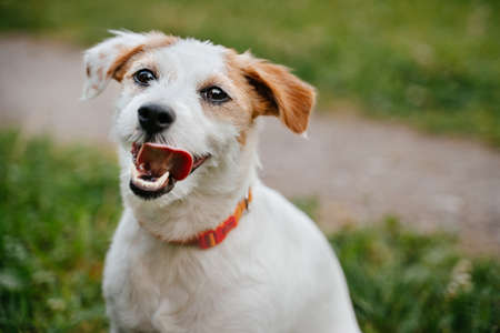 A small white domestic dog of the Jack Russell breed looks at the cameras while sitting in the park on the green grass, waiting for a command from the owner.の写真素材