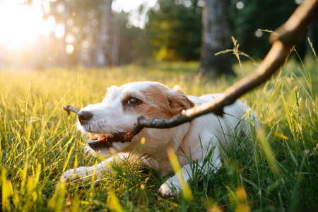 Jack Russells dog lies on the ground, on the green grass in a city park in the summer, and loads a stick.の写真素材