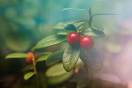 Red berries in the wild northern forest. Close-up of cranberries with green leaves on a green blurred background.の写真素材