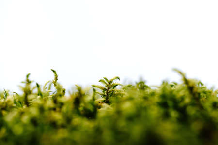 The texture is bright green moss grown in the forest. Green grass on a white background. Macro close-up shot.の写真素材