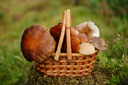 A basket with organic food with white red mushrooms. Concept of hiking and summer.の写真素材