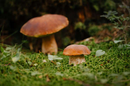 Edible boletus mushrooms close-up in the summer forest. Concept of organic food.の写真素材