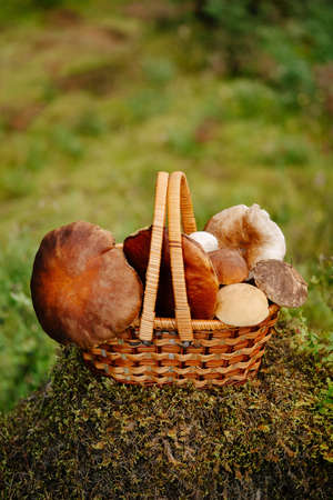A full wicker basket of edible mushrooms on a green stump in the forest. Concept of summer and harvest.の写真素材