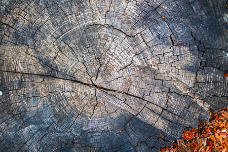 tree trunk in section