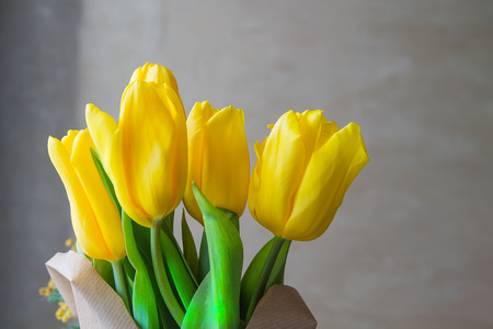 Yellow tulips on a gray background