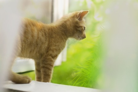 Summer day and Cat on a background of greenery.の写真素材
