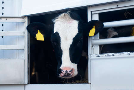 Portrait of a cow in the animal transport vanの写真素材