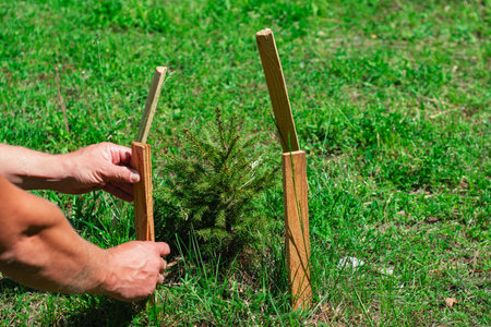 Hands supporting a young tree with wooden stakes in a grassy field. Concept of planting new trees and the importance of caring for nature for sustainable developmentの写真素材