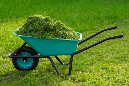 A blue wheelbarrow filled with freshly cut grass stands on the lawn. Lawn care in the backyard landscapingの写真素材