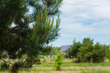 Close-up of young pine branches with a house in the background equipped with solar panels. Concept harmony between nature and renewable energy technologiesの写真素材