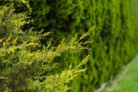 Close-up of a green thuja hedge. In the background well maintained hedges in gardens and yardsの写真素材