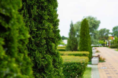 Beautiful city park with ornamental thuas and manicured shrubs along a paved walkway. Landscape architecture and environmental careの写真素材