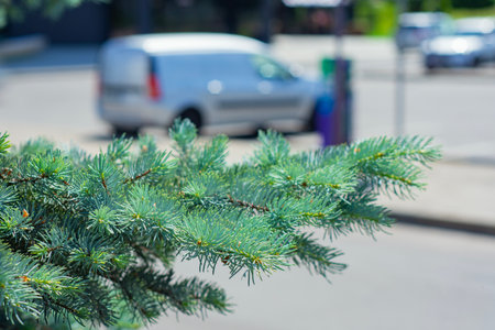 Close-up of blue spruce needles on the background of a city street. Concept of nature and modern urban life. Green cities and urban landscape designの写真素材