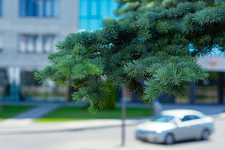 Close-up of blue spruce needles on the background of a city street. Concept of nature and modern urban life. Green cities and urban landscape designの写真素材