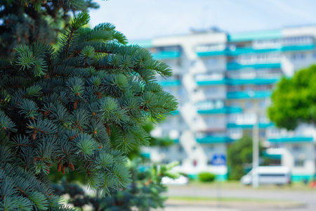 Close-up of lush green branches of a pine tree, with needles and cones in focus on the background of a city scene with apartment houses and roadの写真素材