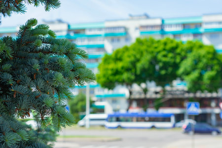 Close-up of lush green branches of a pine tree with needles and cones in focus on the background of a city scene with apartment houses, a road and a trolleybusの写真素材