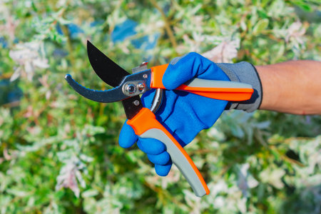 Closeup of hand of girl gardener wearing protective glove, using garden shears to trim branches of ornamental plant. Concept garden tools, seasonal plant care and landscapingの写真素材