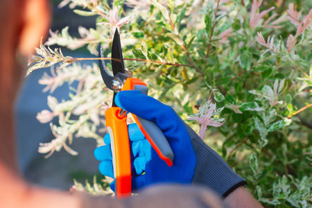 Closeup of hand of gardener wearing protective glove, using garden shears to trim branches of ornamental plant. Concept garden tools, seasonal plant care and landscapingの写真素材