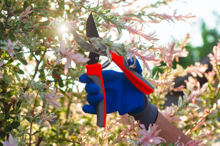 Closeup of hand of girl gardener wearing protective glove, using garden shears to trim branches of ornamental plant. Concept garden tools, seasonal plant care and landscapingの写真素材