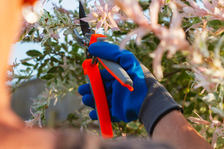 Closeup of hand of girl gardener wearing protective glove, using garden shears to trim branches of ornamental plant. Concept garden tools, seasonal plant care and landscapingの写真素材