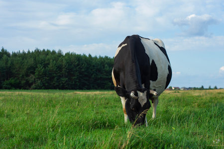A dairy cow on a green meadow, grazing in a lush green pasture under a clear blue sky. The concept of sustainable agriculture, natural dairy production in rural tranquilityの写真素材
