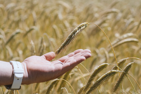 Close-up of male hands gently holding ripe wheat ears in a golden field during harvest season. Concept sustainable farming and traditional agricultureの写真素材
