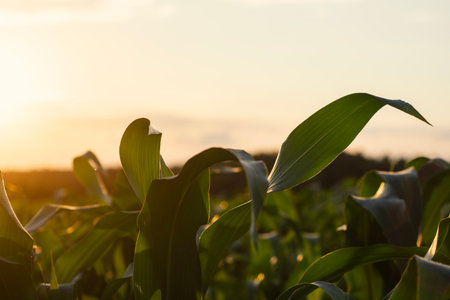 Close-up view of corn leaves glowing in the warm evening sunlight, with a blurred background of a vast field stretching into the distanceの写真素材