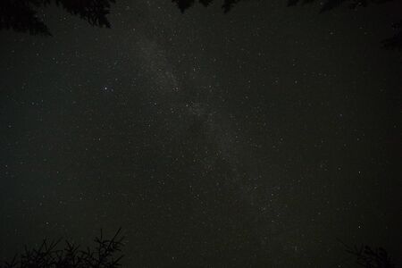 Night sky stars, milky way. Tree silhouette