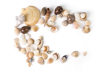 sea shells collectionの写真素材