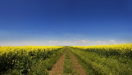 rape field under the blue sky - panoramic imageの写真素材