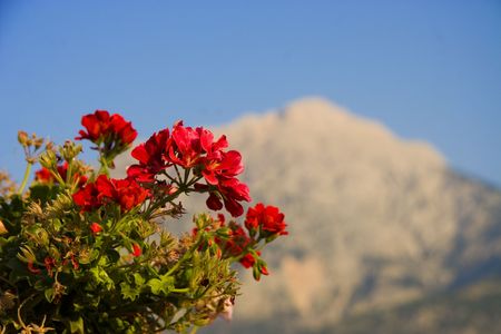 flowers and mountainの写真素材
