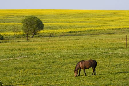 rape fields in Ukraineの写真素材