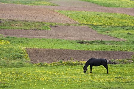 horse and fieldsの写真素材