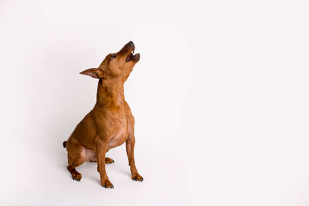 Miniature brown pinscher on a white background. Emotions of a dog.の写真素材