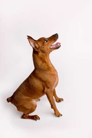Miniature brown pinscher on a white background. Emotions of a dog.の写真素材