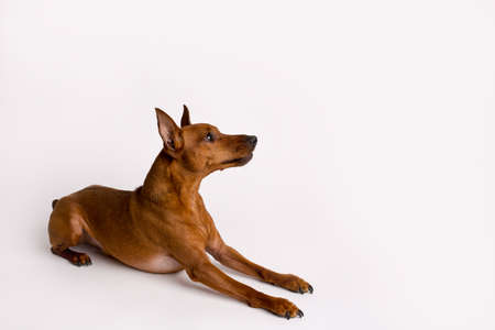 Miniature brown pinscher on a white background. Emotions of a dog.の写真素材