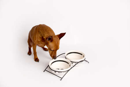 Miniature brown pinscher on a white background. Emotions of a dog. Feeding bowls.の写真素材