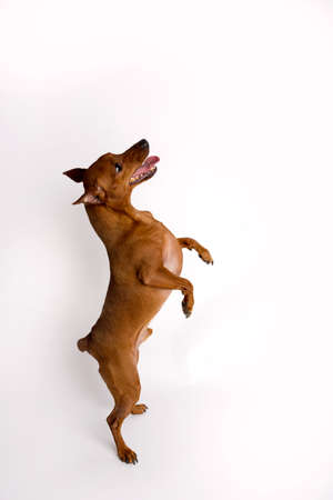 Miniature brown pinscher on a white background. Emotions of a dog.の写真素材