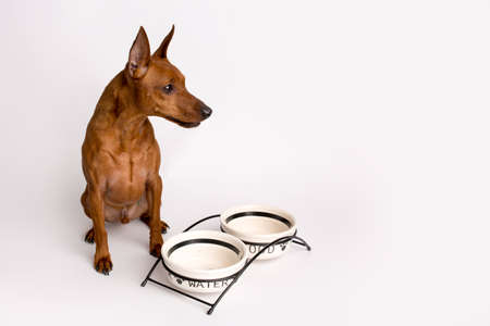 Miniature brown pinscher on a white background. Emotions of a dog. Feeding bowls.の写真素材
