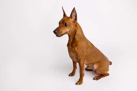 Miniature brown pinscher on a white background. Emotions of a dog.の写真素材