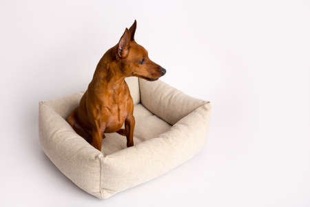 Miniature brown pinscher on a white background. Emotions of a dog. Bed house for a dog.の写真素材