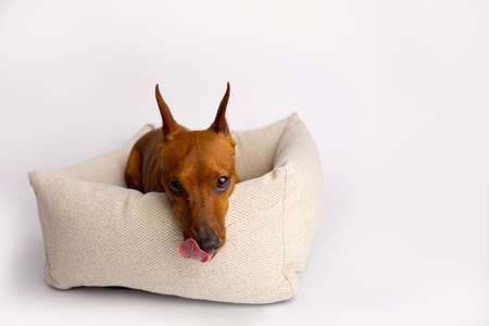 Miniature brown pinscher on a white background. Emotions of a dog. Bed house for a dog.の写真素材