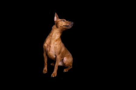 Brown miniature pinscher on a black background. The dwarf miniature pinscher looks attentively at its master. Cute dog with a very good pedigree.の写真素材