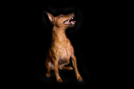 Brown miniature pinscher on a black background. The dwarf miniature pinscher looks attentively at its master. Cute dog with a very good pedigree.の写真素材