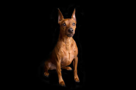 Brown miniature pinscher on a black background. The dwarf miniature pinscher looks attentively at its master. Cute dog with a very good pedigree.の写真素材